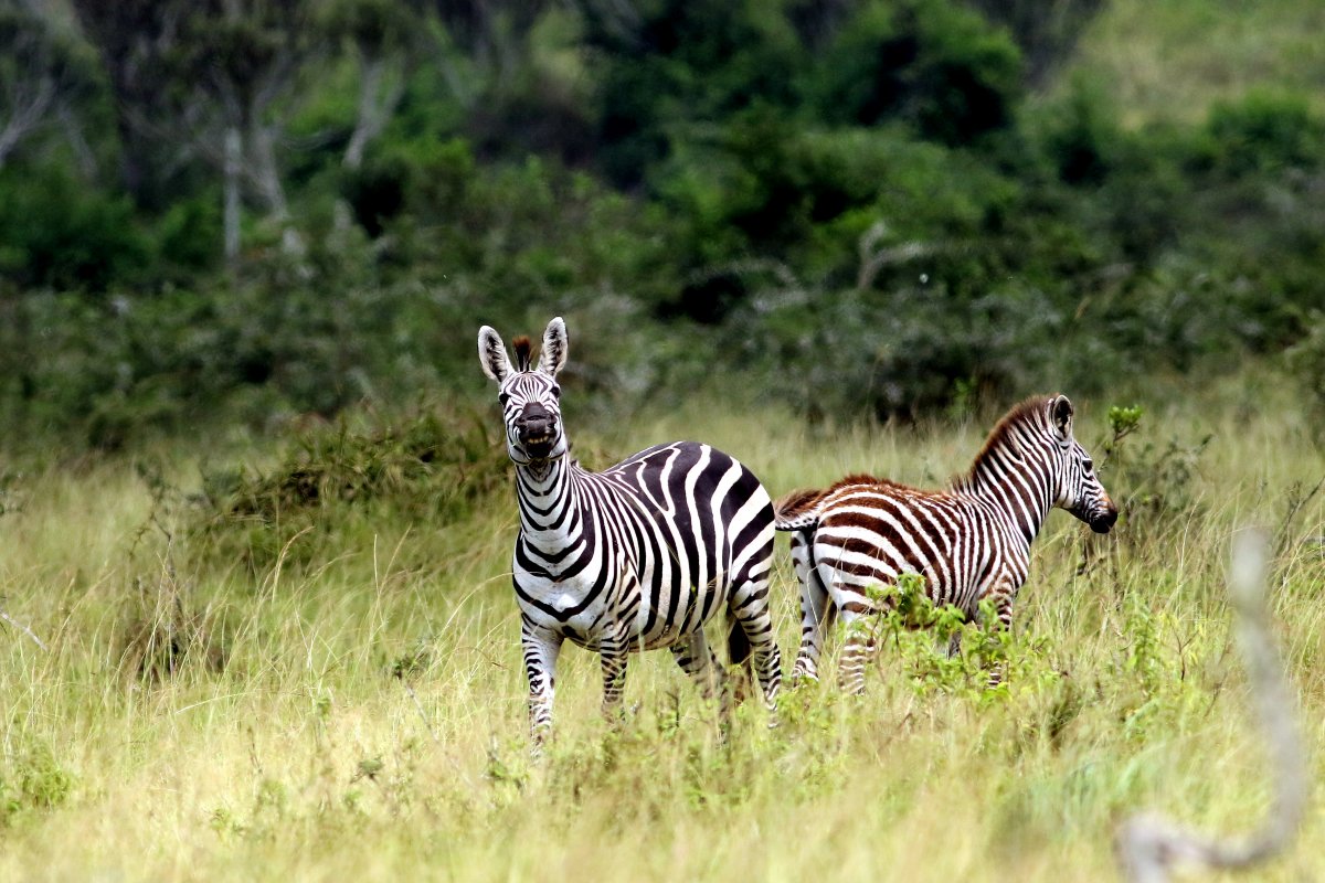 Equus_guagga_28.06.2019_P.Szymański 1.jpg